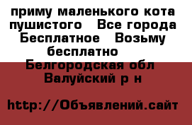 приму маленького кота пушистого - Все города Бесплатное » Возьму бесплатно   . Белгородская обл.,Валуйский р-н